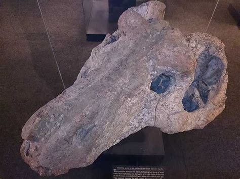 Anteosaurus Wikiwand