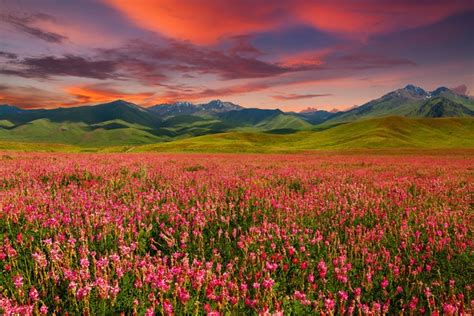 Black Friday Papermoon Fototapete Gebirge Feld Blumen Berge Wiese