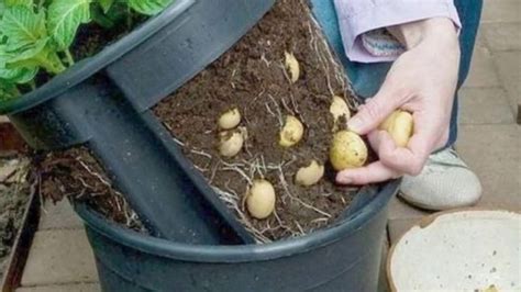 How To Grow Potatoes In Containers At Home In Garden Or Indoors Youtube