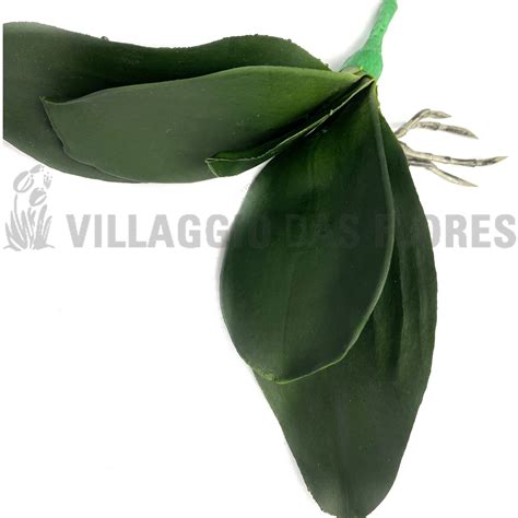 Cb0383 09 Folha De Orquidea C5 Cor Verde Villaggio Das Flores