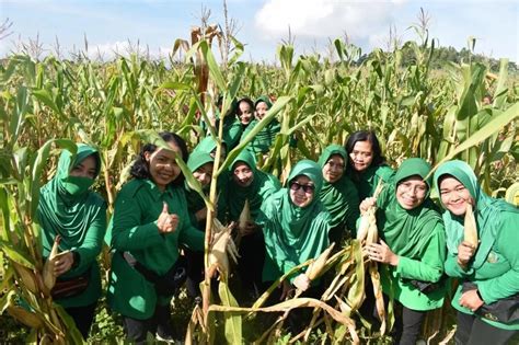 Prajurit Dan Persit Brigif Para Raider 18 Kostrad Panen Raya Jagung Di