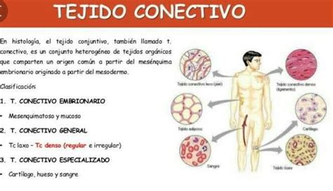 Cuáles Son Los Tipos De Tejidos Conjuntivo Brainly Lat