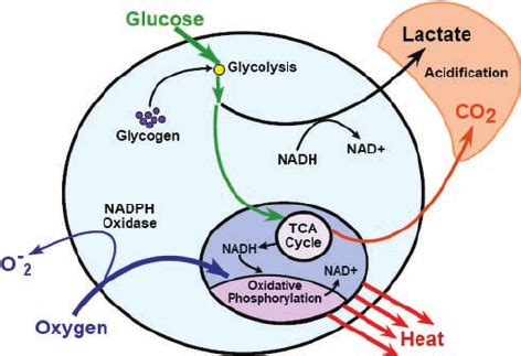 Simple Metabolic Model That Shows Aerobic And Anaerobic Pathways