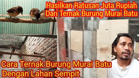 Sukses Menangkar Murai Batu Kandangnya Sederhana Dan Sempit Hasilkan