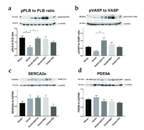 Expression Serca A And Pde A Proteins With Pplb Plb And Pvasp Vasp