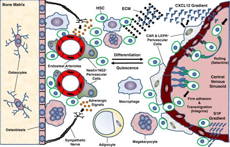 Schematic Demonstrating Current Conception Of Hematopoietic Stem Cell Download Scientific