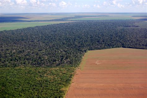 Destrui O De Habitat Ecologia Infoescola