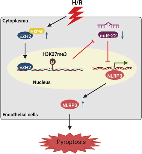 Schematic Illustration Of H R Induced Endothelial Cell Pyroptosis Via Download Scientific