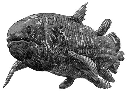 Coelacanth by pietro-ant on DeviantArt