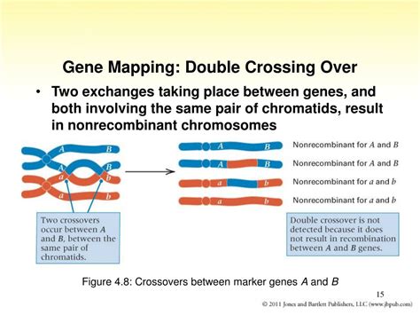 Ppt Chapter Gene Linkage And Genetic Mapping Powerpoint