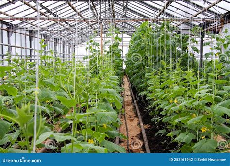 Growing Cucumbers In A Greenhouse Unique Greenhouse For Growing