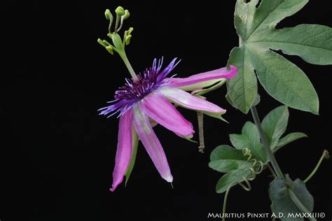 Passiflora Ponte Dei Sospiri La Collezione Italiana Di Maurizio Vecchia