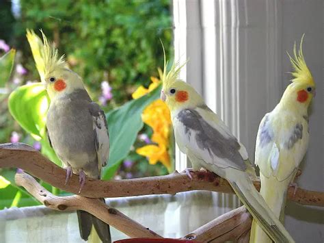 Why Is My Cockatiel Losing Feathers How Can I Help