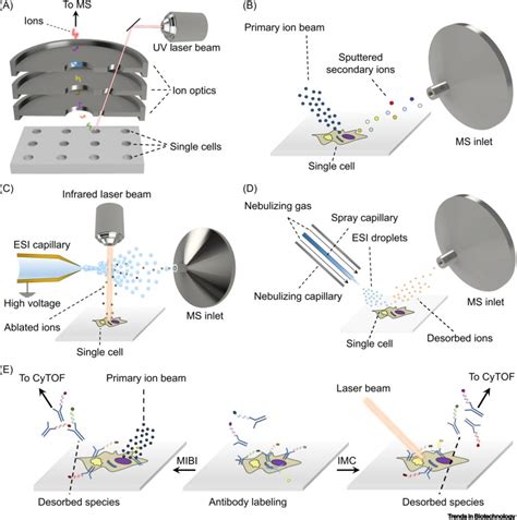 Single Cell Mass Spectrometry Trends In Biotechnology