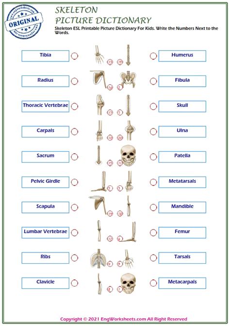 Skeleton Printable English Esl Vocabulary Worksheets Engworksheets