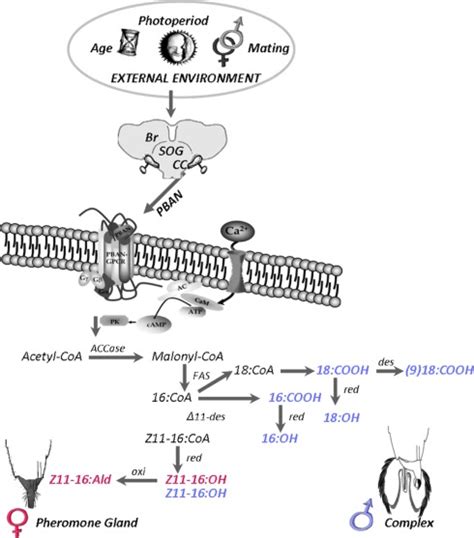 A Diagrammatic Representation Of Sex Pheromone Biosynthesis Resulting