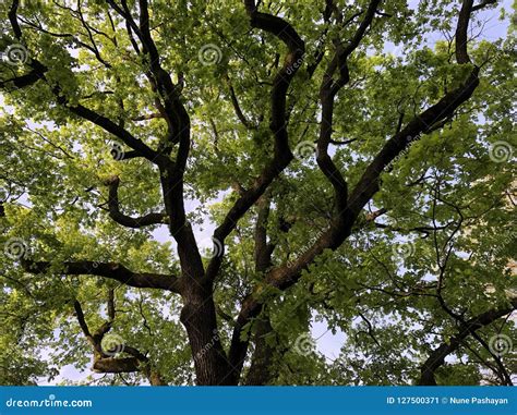 The Foliage of Giant Oak Tree Stock Image - Image of summer, branches ...