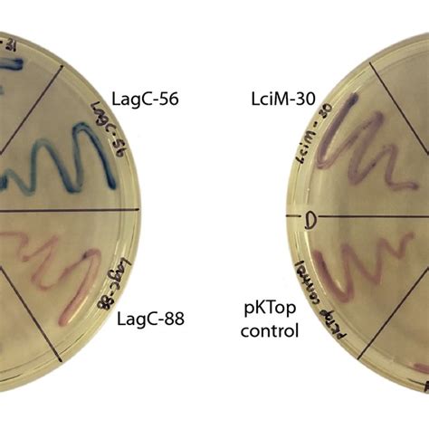 Transmembrane Topology Models For Lagc Cbnz And Lcim As Predicted By