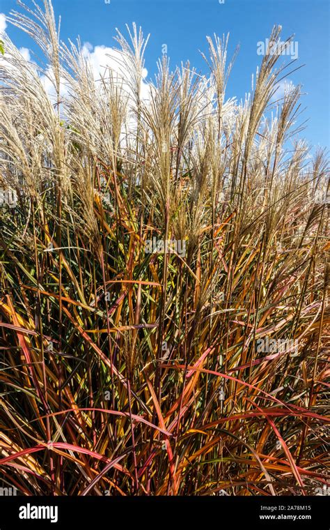 Miscanthus Sinensis Positano Stock Photo Alamy