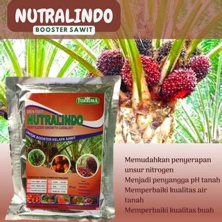 Jual Pupuk Kelapa Sawit Pupuk Untuk Pohon Sawit Agar Buahnya Banyak