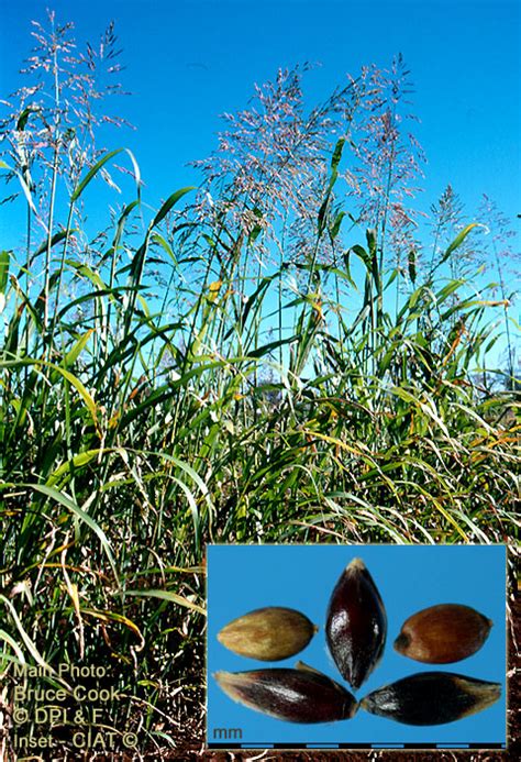 Factsheet - Perennial forage sorghum