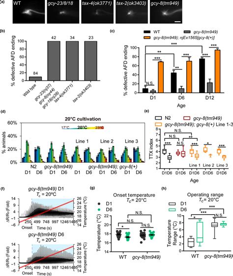 Loss Of Gcy Modifies Afd Sensory Ending Morphology And Thermotaxis