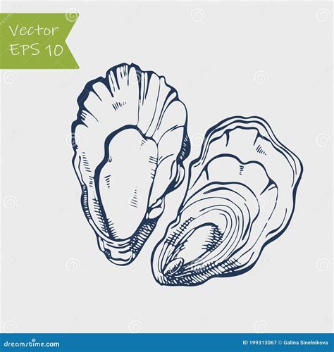 Fresh Oysters Luxury Seafood Vector Illustration Of Oysters