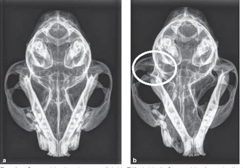 Figure 2 From Temporomandibular Joint Luxation In The Cat Diagnosis