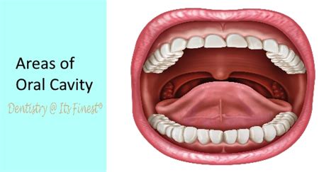 Oral Cavity Dentistry At Its Finest