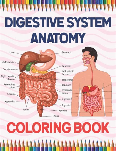 Buy Digestive System Anatomy Coloring Book: Human Digestive System Anatomy Coloring Book For ...