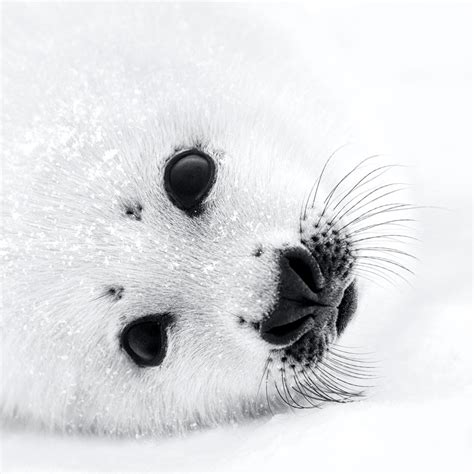 Paul Nicklen Photography Prints For Sale | Untitled Art