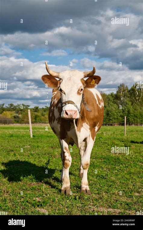 La vaca marrón y blanca grazan en el pasto verde en el día de verano