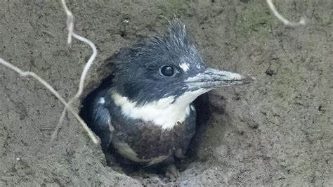 Belted Kingfisher Nest