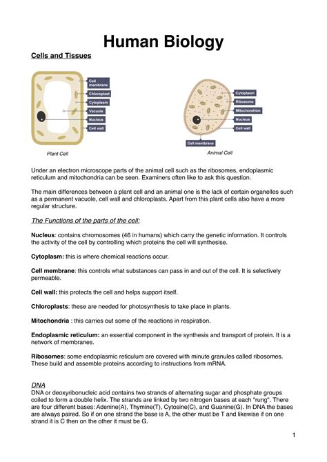 Human Biology Edexcel Igcse Biology Cell Membrane Cells And Tissues