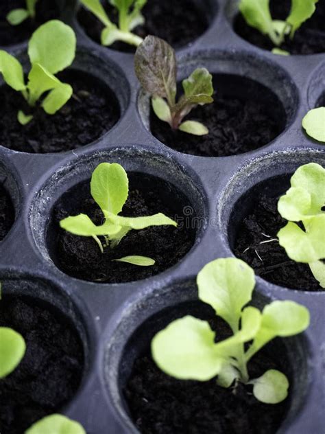 Green And Red Lettuce Seedlings A Horticultural Nursery Stock Image