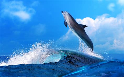 Dolphins Sea Waves Hd Wallpaper Rare Gallery