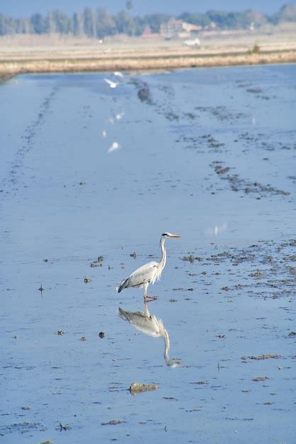 Garza Real Ave Reflejada En Las Aguas De La Albufera De Valencia