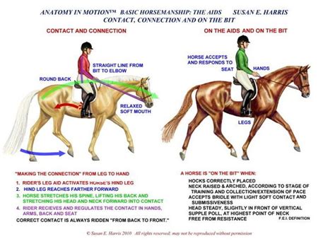 Anatomy In Motion Horse Exercises Horse Riding Tips Horses