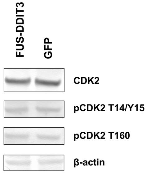 Expression And Phosphorylation Status Of Cdk2 Western Blot Analysis Of Download Scientific