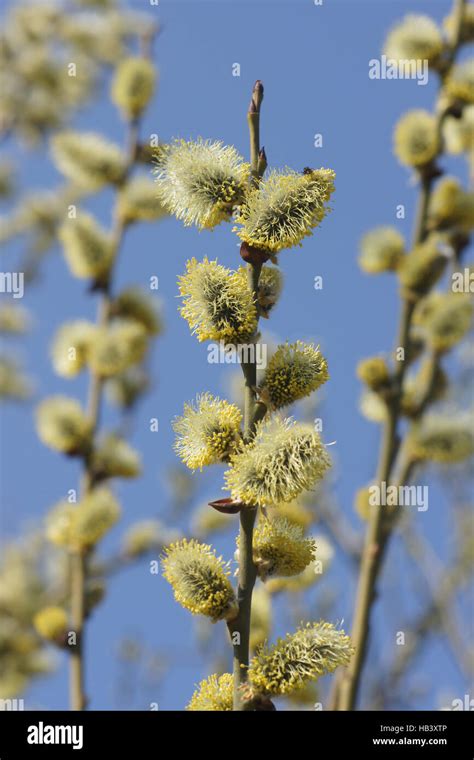 Salix Caprea Pussy Willow Stock Photo Alamy