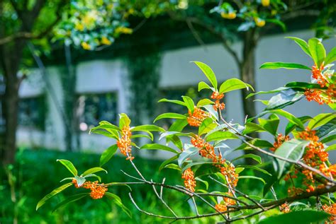 中秋国庆桂花开，杭州满觉陇路飘香十里，你隔着屏幕都能闻到花香西湖满觉陇寺庙新浪新闻