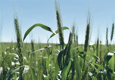 Wheat producers receive a glimmer of pricing hope | The Western Producer