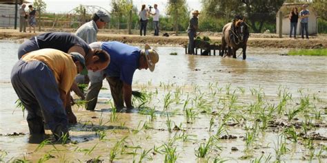 Disfruta De La Tradici N Con Las Fiestas De La Plantada Del Arroz