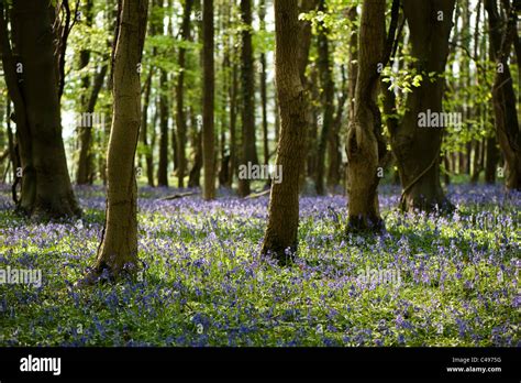 Bluebell Woods In Spring The Cotswolds England United Kingdom Stock