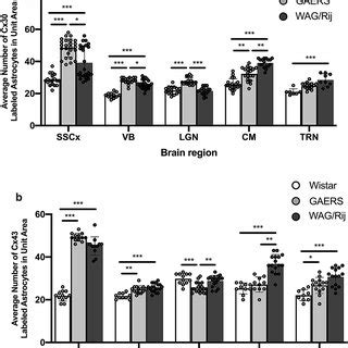 Western Blot Showing Cx43 And Cx30 Protein Expression Levels In The