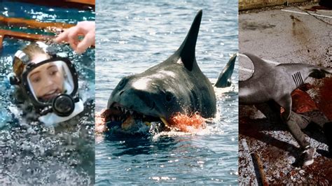 The 8 best shark attack movies, ranked