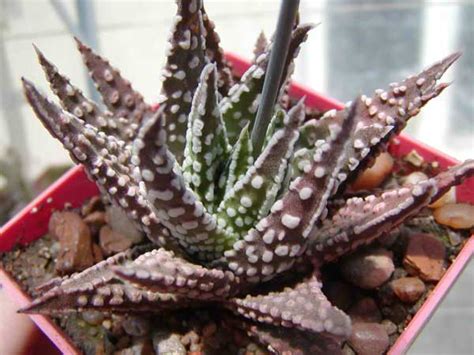 Haworthia Pumila Cv Donut