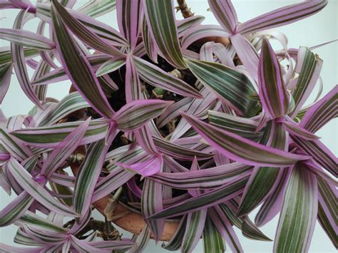 Tradescantia Spathacea Care Guide