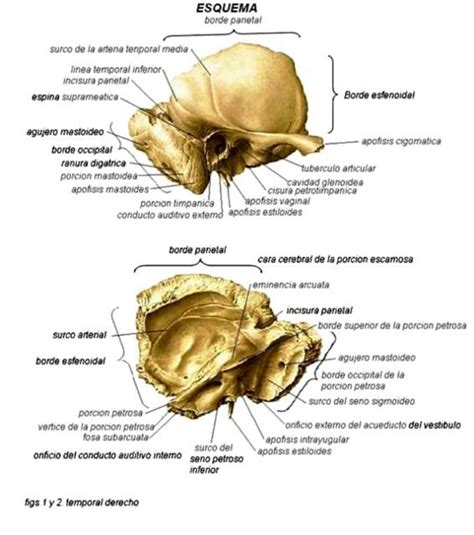 Hueso temporal imágenes de guía Pilar Figueroa uDocz