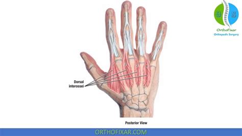 Hand Anatomy Bones Muscles Full Review OrthoFixar 2024